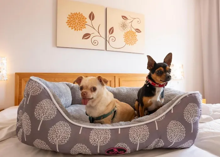 Gf 이사벨 4* 아데제